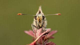 Macro & Insects