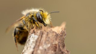 Macro & Insects