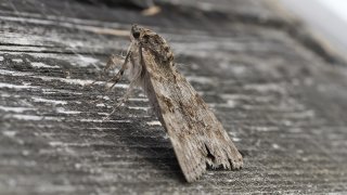 Macro & Insects