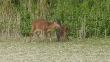 Mammals