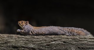 Mammals