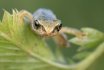 Reptiles & Amphibians