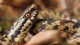 Reptiles & Amphibians