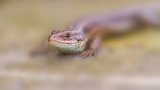 Reptiles & Amphibians
