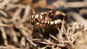 Reptiles & Amphibians